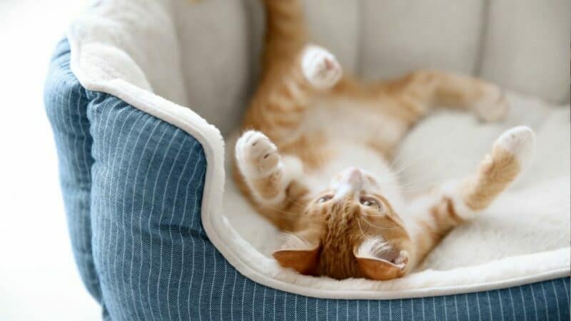 4 כללים לבחירת מיטה לחתול